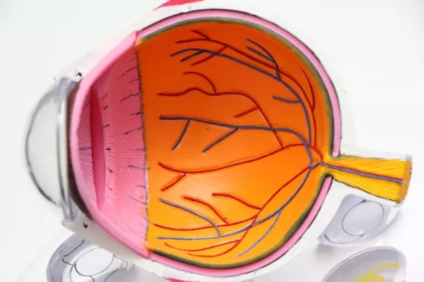 Neuropatia ottica: cause, sintomatologia e meccanismi di cura e prevenzione Neuropatia ottica: cause, sintomatologia e meccanismi di cura e prevenzione