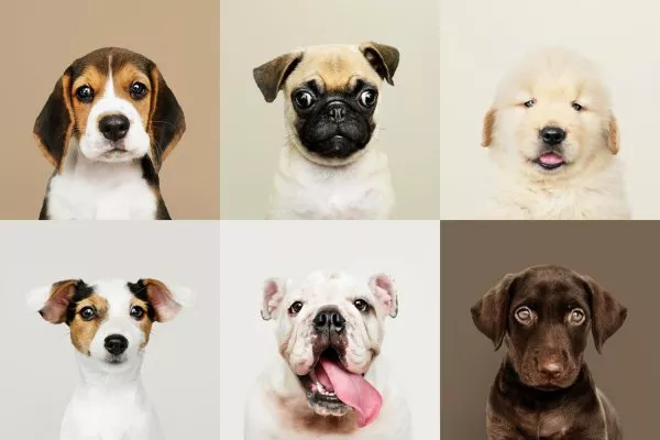 Animali domestici…altro che vita da cani! Animali domestici…altro che vita da cani!